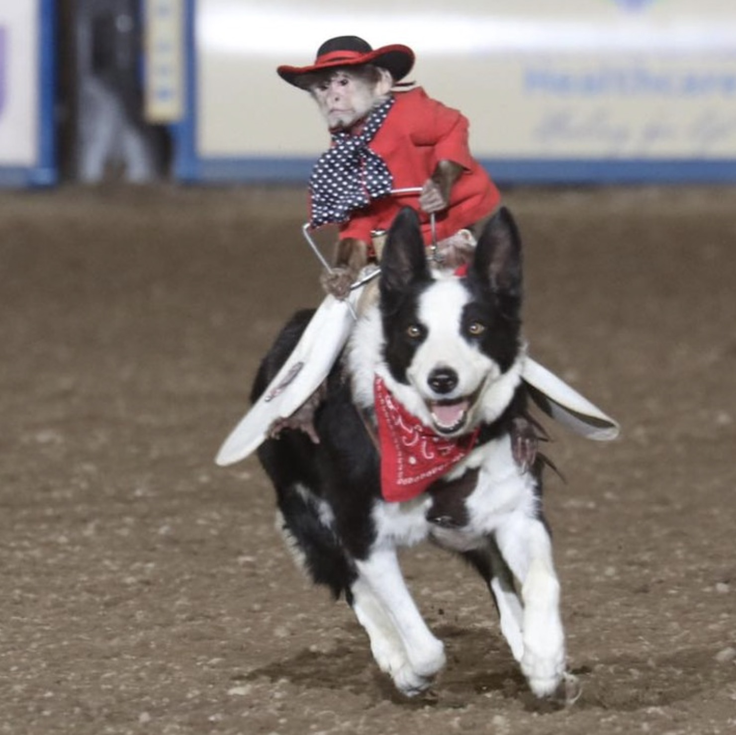 border collie